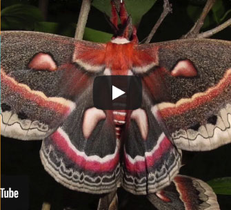 Neighbourhood Naturalists: Butterflies and Moths